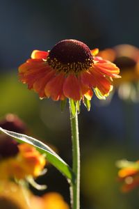 Preview wallpaper helenium, flowers, petals, orange, macro