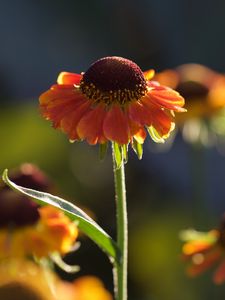 Preview wallpaper helenium, flowers, petals, orange, macro