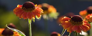 Preview wallpaper helenium, flowers, petals, orange, macro