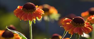 Preview wallpaper helenium, flowers, petals, orange, macro