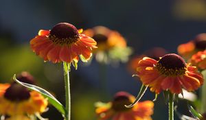 Preview wallpaper helenium, flowers, petals, orange, macro