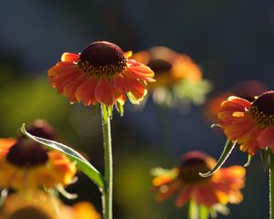 Preview wallpaper helenium, flowers, petals, orange, macro