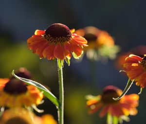 Preview wallpaper helenium, flowers, petals, orange, macro