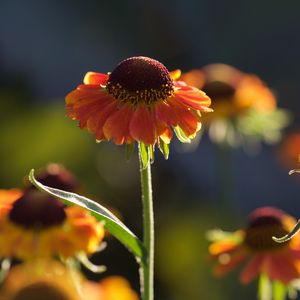 Preview wallpaper helenium, flowers, petals, orange, macro