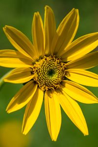 Preview wallpaper heliantella, flower, petals, yellow, macro