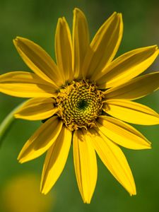 Preview wallpaper heliantella, flower, petals, yellow, macro