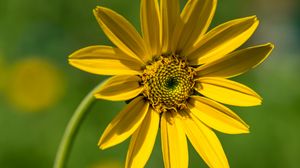 Preview wallpaper heliantella, flower, petals, yellow, macro