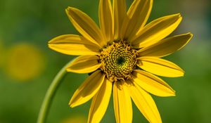 Preview wallpaper heliantella, flower, petals, yellow, macro