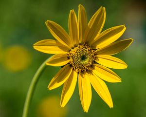 Preview wallpaper heliantella, flower, petals, yellow, macro