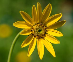 Preview wallpaper heliantella, flower, petals, yellow, macro