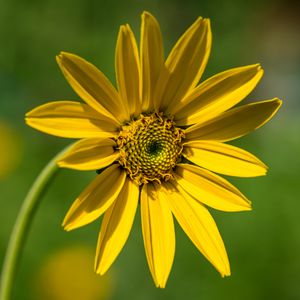 Preview wallpaper heliantella, flower, petals, yellow, macro