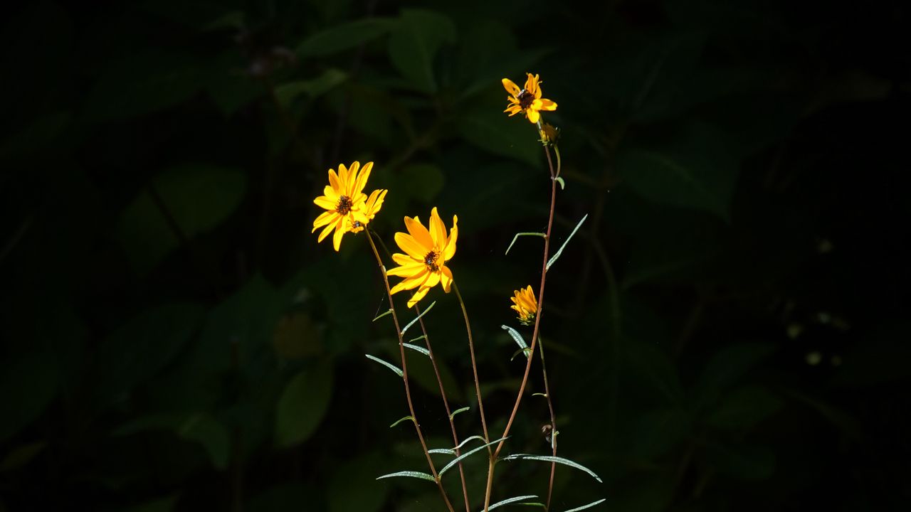 Wallpaper helianthus angustifolius, flowers, petals, plant, leaves