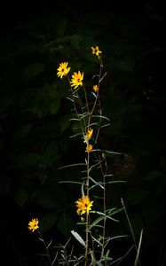 Preview wallpaper helianthus angustifolius, flowers, petals, plant, leaves