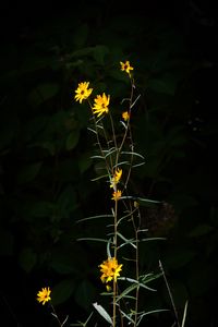 Preview wallpaper helianthus angustifolius, flowers, petals, plant, leaves