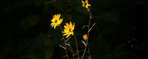 Preview wallpaper helianthus angustifolius, flowers, petals, plant, leaves