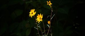 Preview wallpaper helianthus angustifolius, flowers, petals, plant, leaves