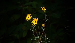 Preview wallpaper helianthus angustifolius, flowers, petals, plant, leaves