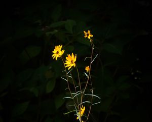 Preview wallpaper helianthus angustifolius, flowers, petals, plant, leaves