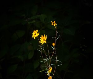 Preview wallpaper helianthus angustifolius, flowers, petals, plant, leaves