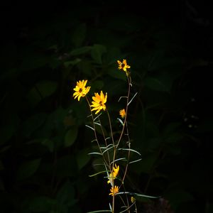 Preview wallpaper helianthus angustifolius, flowers, petals, plant, leaves