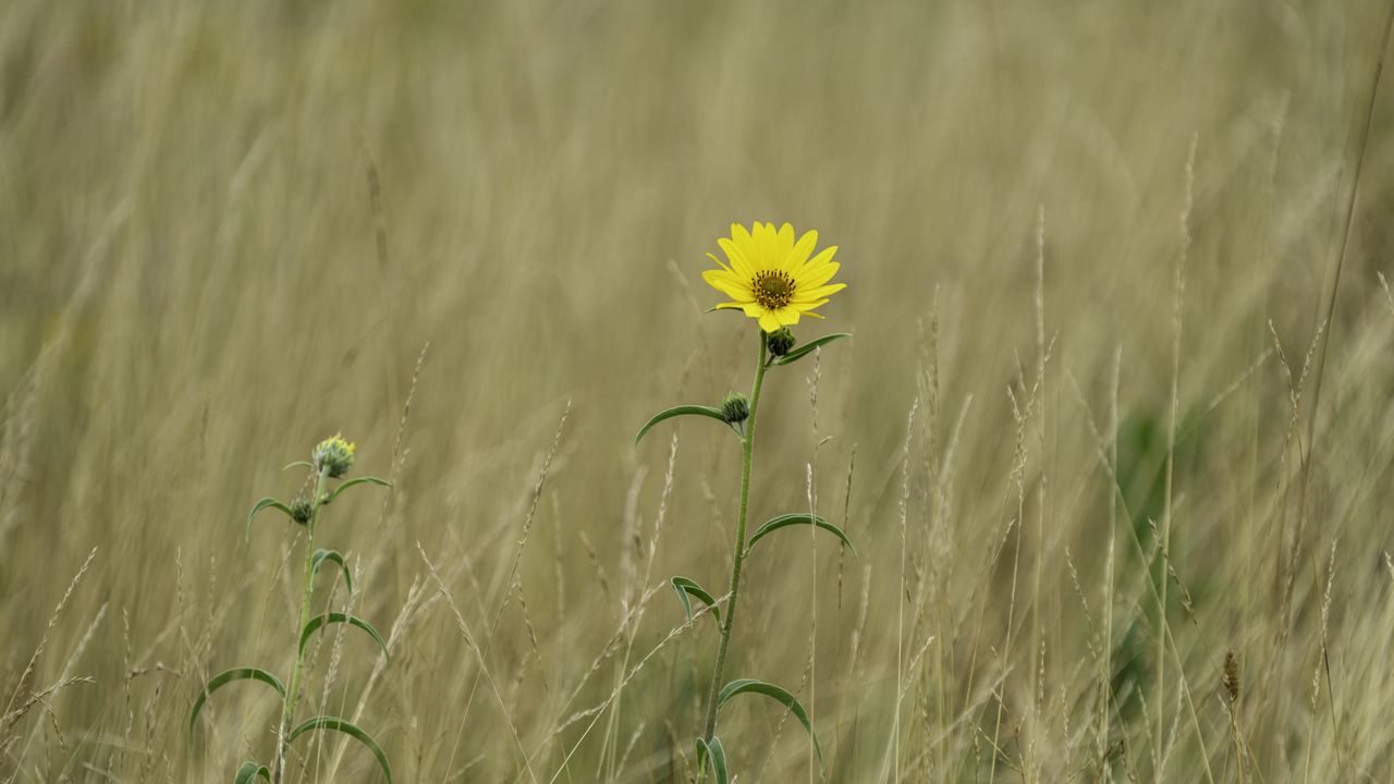 Wallpaper helianthus maximiliani, flower, yellow, field, plant, macro