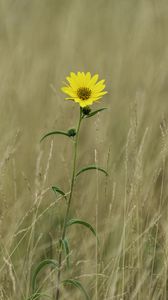 Preview wallpaper helianthus maximiliani, flower, yellow, field, plant, macro