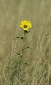 Preview wallpaper helianthus maximiliani, flower, yellow, field, plant, macro