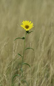 Preview wallpaper helianthus maximiliani, flower, yellow, field, plant, macro