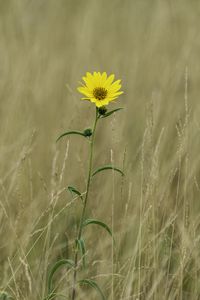 Preview wallpaper helianthus maximiliani, flower, yellow, field, plant, macro