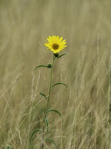 Preview wallpaper helianthus maximiliani, flower, yellow, field, plant, macro