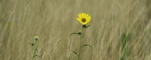 Preview wallpaper helianthus maximiliani, flower, yellow, field, plant, macro