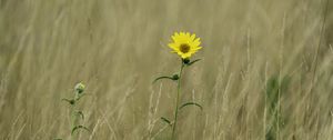 Preview wallpaper helianthus maximiliani, flower, yellow, field, plant, macro