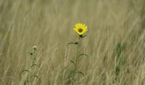 Preview wallpaper helianthus maximiliani, flower, yellow, field, plant, macro