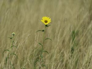 Preview wallpaper helianthus maximiliani, flower, yellow, field, plant, macro