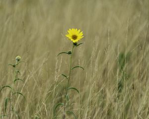 Preview wallpaper helianthus maximiliani, flower, yellow, field, plant, macro