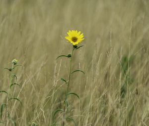 Preview wallpaper helianthus maximiliani, flower, yellow, field, plant, macro