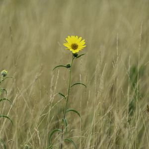 Preview wallpaper helianthus maximiliani, flower, yellow, field, plant, macro