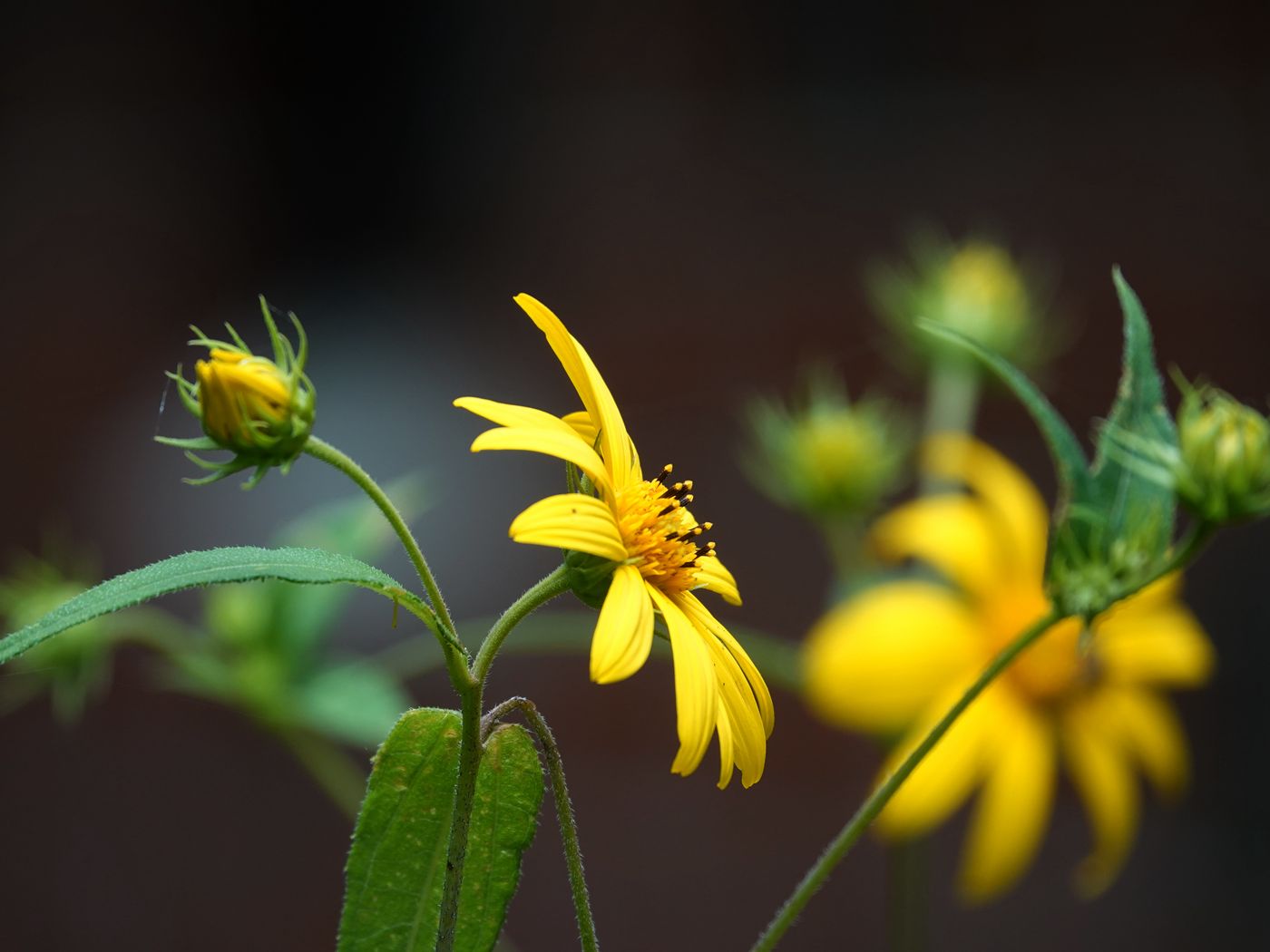 1400x1050 Wallpaper helianthus, petals, flowers, yellow, macro