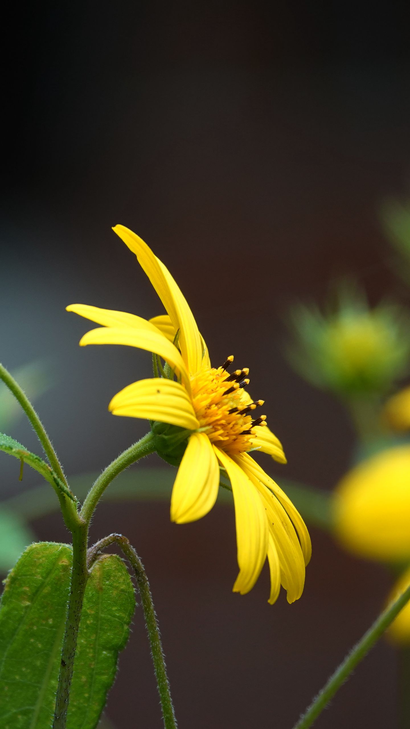 1440x2560 Wallpaper helianthus, petals, flowers, yellow, macro