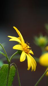 Preview wallpaper helianthus, petals, flowers, yellow, macro
