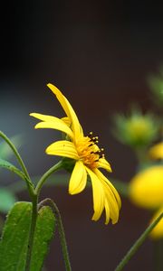 Preview wallpaper helianthus, petals, flowers, yellow, macro