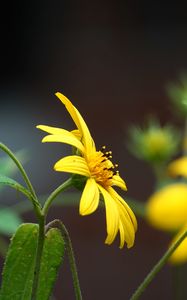Preview wallpaper helianthus, petals, flowers, yellow, macro