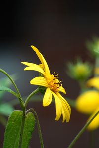 Preview wallpaper helianthus, petals, flowers, yellow, macro