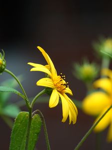Preview wallpaper helianthus, petals, flowers, yellow, macro