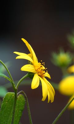 240x400 Wallpaper helianthus, petals, flowers, yellow, macro