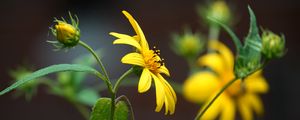 Preview wallpaper helianthus, petals, flowers, yellow, macro
