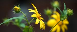 Preview wallpaper helianthus, petals, flowers, yellow, macro