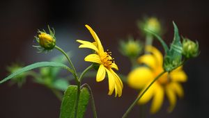 Preview wallpaper helianthus, petals, flowers, yellow, macro