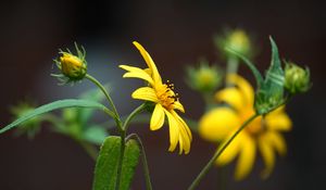 Preview wallpaper helianthus, petals, flowers, yellow, macro