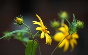 Preview wallpaper helianthus, petals, flowers, yellow, macro